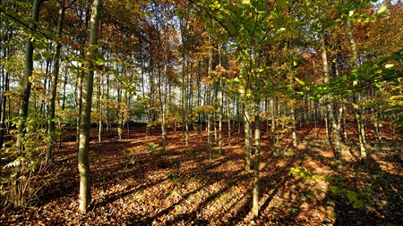 Store forventninger til natur-kanonen