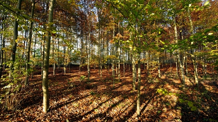 SF: Der skal rulle hoveder i Skov- og Naturstyrelsen 