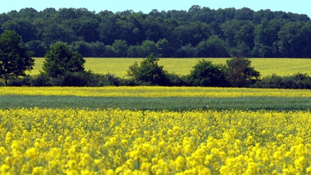 Danskerne vil bruge EU til at forbyde GMO