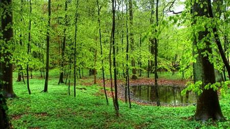 Aukens skov-projekt vækker undren