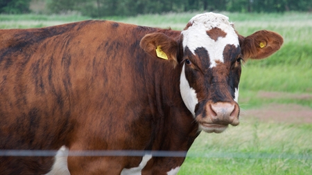 Landbrugets andel af EU's CO2-regnskab stiger