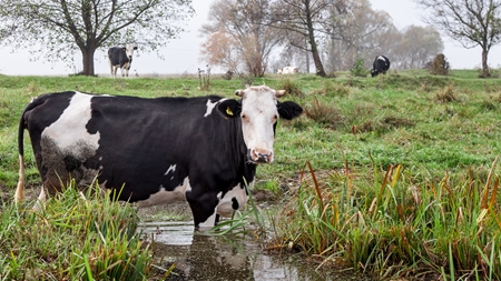 Vælgerne: Sænk CO2 fra biler frem for landbrug