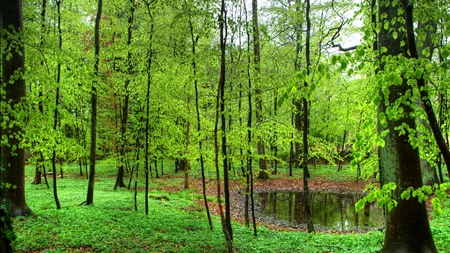 Naturstyrelsen stadig i tvivl om skovene