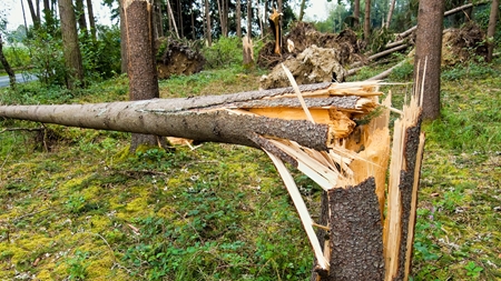 Naturstyrelsens indsats bør ikke afhænge af blæsevejr