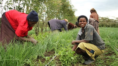 Hovedelen af befolkningen i Afrika bor på landet og lever af familielandbrug med små jordstykker, som svarer til et par fodboldbaner. Her dyrker de bønner og majs. Dels for at skaffe mad på eget bord, dels for at sælge på markedet, så de kan betale skolepenge, gå til lægen og købe såsæd