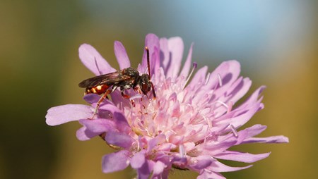 Blåhathvepsebien er blevet ignoreret. Der skal gøres en indsats for også at bevare de ukendte dyr og insekter. Det mener Morten D.D. Hansen, museumsinspektør og naturvejleder.