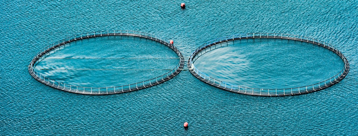 Natur- og Miljøklagenævnet har vendt tommelfingeren nedad for godkendelsen af Endelave Havbrug.