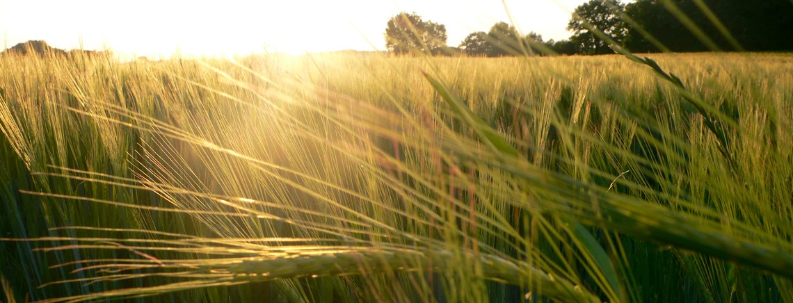 Et forordningsforslag om frø og reproduktivt plantemateriale er nu endegyldigt skrottet af EU-Kommissionen.