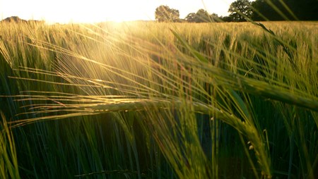 Nye regler giver EU-landene ret til selv at beslutte, om en GMO må dyrkes på deres jord. Det kan åbne op for, at der godkendes flere GMO-afgrøder i fremtiden.