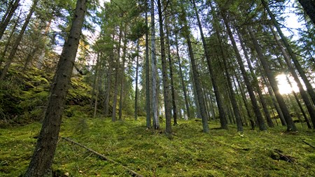 Biodiversitet er det primære udpegnings- og forvaltnings-formål for en nationalpark. Det mener Stine Tuxen, koordinator i Verdens Skove. 