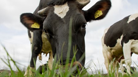 Der er måske en håndsrækning på vej til danske mælkebønder, der har produceret for meget mælk.