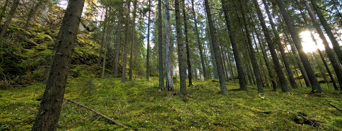 Biologerne bør holde sig til at forske i naturen fremfor at motivforske, mener DN.