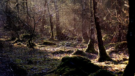 Konsulent og tidligere vicedirektør i Skov- og Naturstyrelsen, Anders Erik Billeschou, påpeger, at hverden danskerne eller flertallet af de danske dyrearter sætter særlig pris på flere væltede træer i skovbunden.