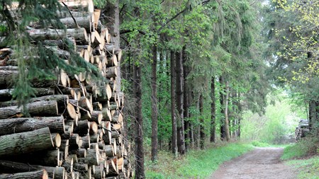 Naturstyrelsen fastholder: Skov er i ugunstig tilstand