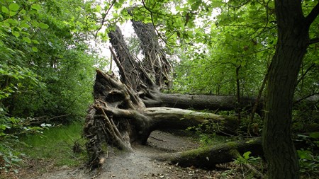 Forskere: Her er fakta om biodiversitet i skovene 