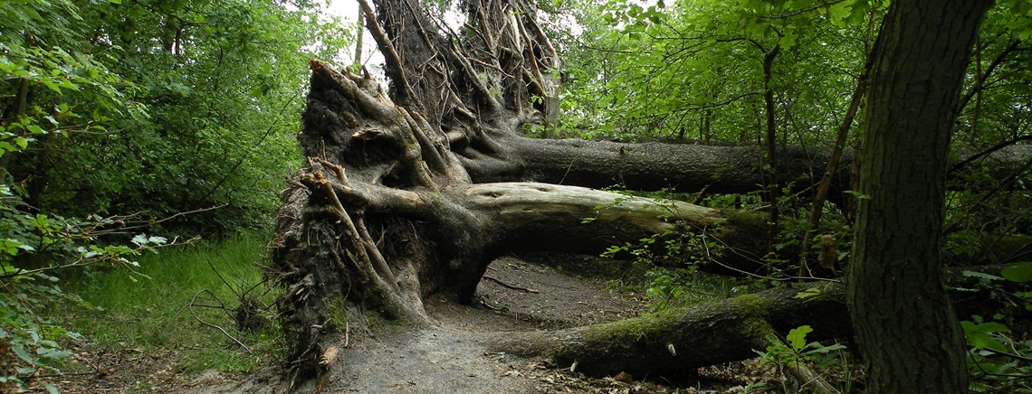 Enhedslisten er glad for, at urørt skov bliver anerkendt som et vigtigt redskab til at forbedre skovenes tilstand.