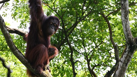 Red Orangutangen: Naturen taber til forbruget