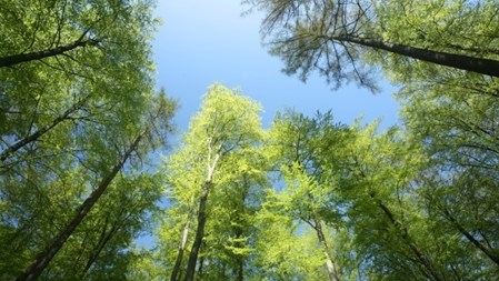 Direktør og skovrider i Skåneskogens Utvecklings AB Esben Møller Madsen og konsulent og tidligere vicedirektør i Skov- & Naturstyrelsen Anders Erik Billeschou kræver svar af miljøminister Eva Kjer Hansen. Hvad kommer der ud af at kaste to milliarder efter urørt skov, lyder spørgsmålet.