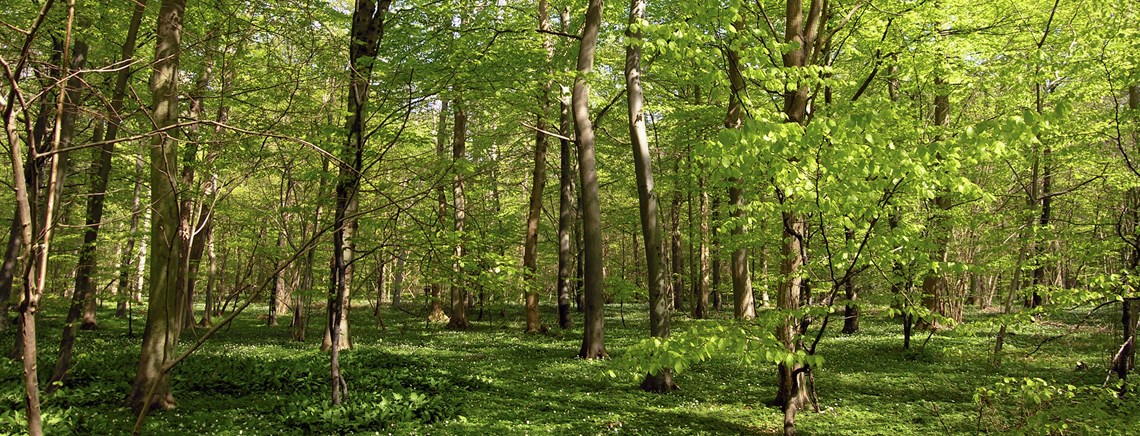 EU-Kommissionen efterlyser ambitioner fra medlemslandene, hvis 2020-målene om biodiversitet skal opnås.