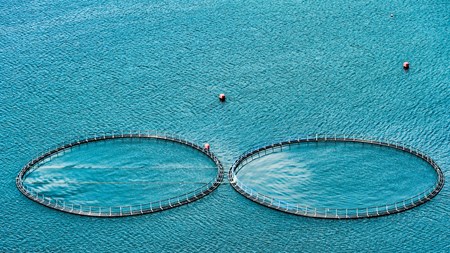 Der er akut behov for en samfundsanalyse af arealanvendelsen på havet. Sådan lyder budskabet fra tre forskere fra Aarhus Universitet.