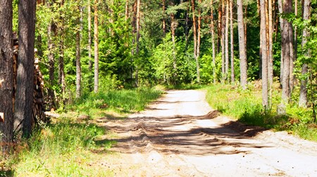 De billeder, der dukker op på danskernes nethinde, når de tænker skov, findes ikke i urørt skov, pointerer Anders Erik Billeschou. Han er tidligere vicedirektør i Skov- og Naturstyrelsen.