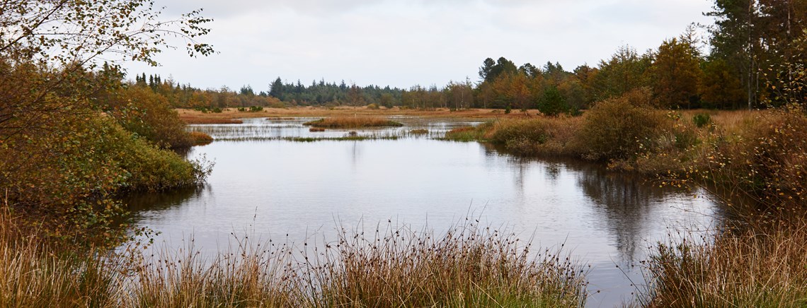 Der udarbejdes i øjeblikket en strategi for Den Danske Naturfonds arbejde, hvor der blandt andet skal prioriteres, hvilken type natur fonden vil fokusere på.