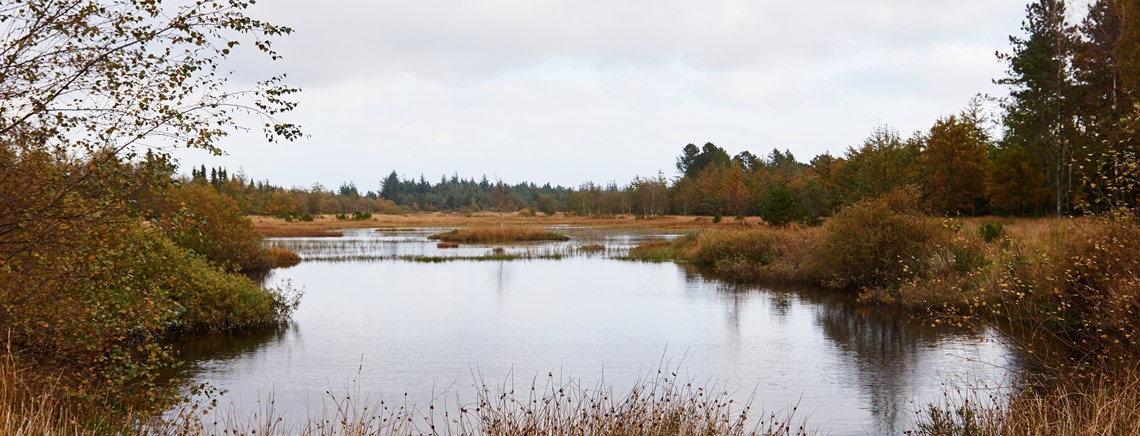 Vandmiljøet er i forbedring, imens naturen ikke viser generelle tegn på bedring, viser ny rapport fra Novana.