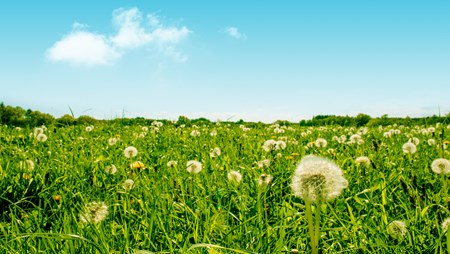 Status: Vandmiljø i bedring – naturen halter fortsat