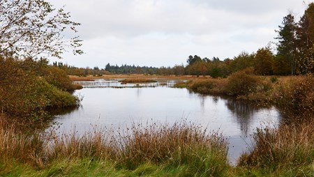 De grønne organisationer mener blandt andet, at regeringens vækstpakke vil betyde iltsvind og fiskedød i søer og fjorde.