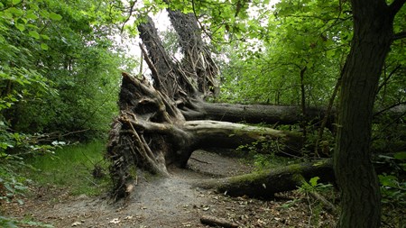 Naturstyrelsen i Randbøl kommer til at få ansvaret for godt 200.000 hektar skov- og naturarealer. 