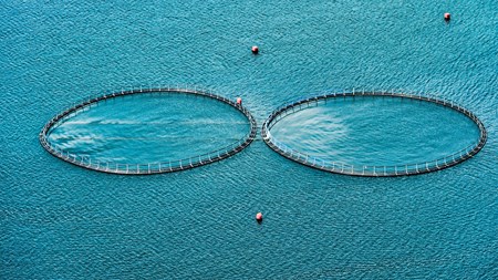 Fødevare- og landbrugspakkens vækstplan for havbrug er til skade for både natur og miljø, skriver Verner W. Hansen, formand for Danmarks Sportsfiskerforbund. 