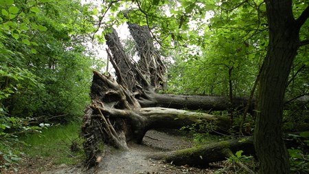 Verdens Skove: Salg af naturarealer giver ikke mere natur