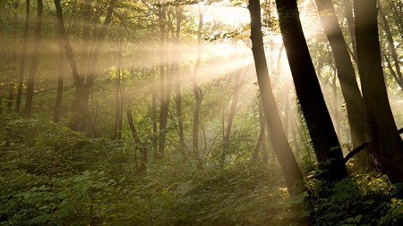 LA spænder ben for blå blok: Ingen urørt skov i naturpakken