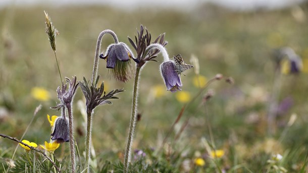 Naturbeskyttelse.dk: Naturpakken rykker ikke i regnskabet