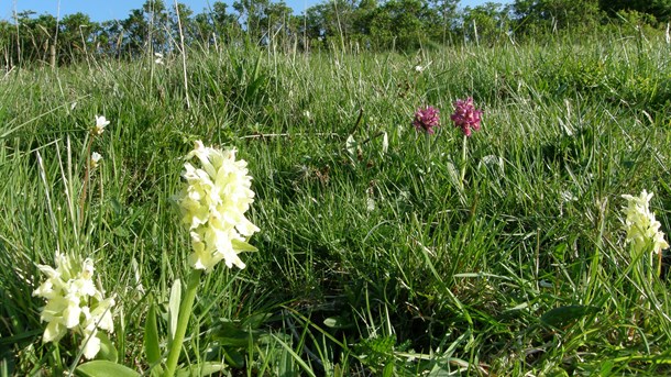 Envina: Natur kan ikke bare erstattes