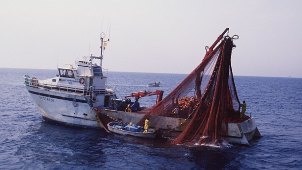 Greenpeace: Danmark svigter miljøkampen på verdenshavene