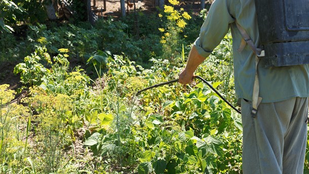 En uge tilbage: Stadig ingen EU-beslutning om Roundup