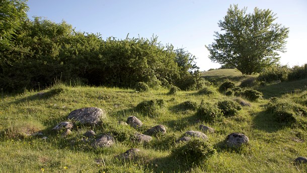 Peder Størup fra Naturbeskyttelse.dk frygter for konsekvenserne af en planlagt stenindsamling og vil have myndighederne på banen.