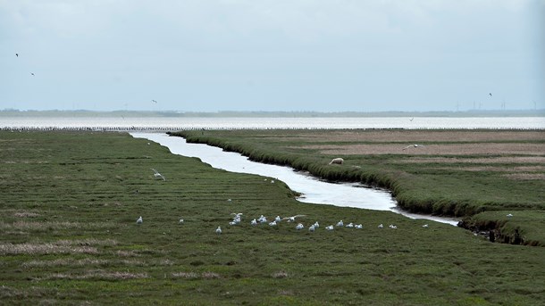 Naturfonden vil gøre Mandø til naturperle