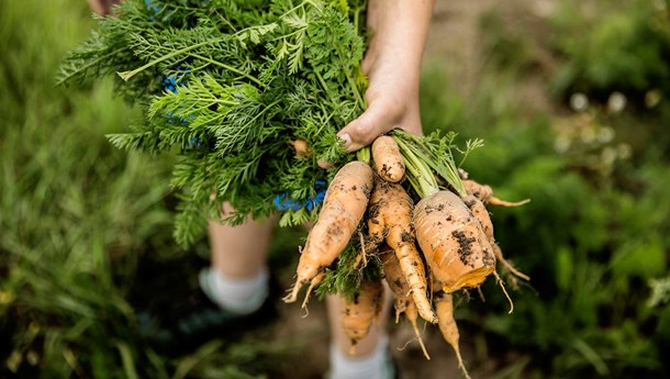 Slagsmål om blandt andet grænseværdier for pesticidrester på økologiske fødevarer har fået forhandlinger om et nyt regelsæt for økologi i EU til at gå på grund. 