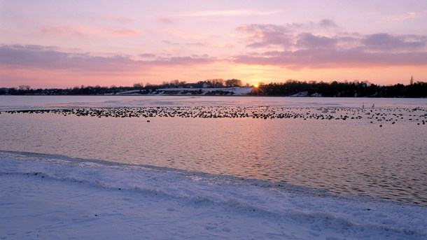 Lejre Vig, Nationalpark Skjoldungernes Land.