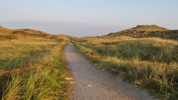 Klitheder er blandt andet et af naturkanonens eksempler på unik dansk natur.