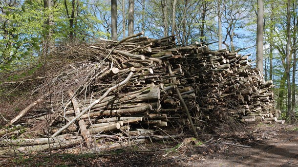 Biolog: Udpegning af urørt skov skal speedes op