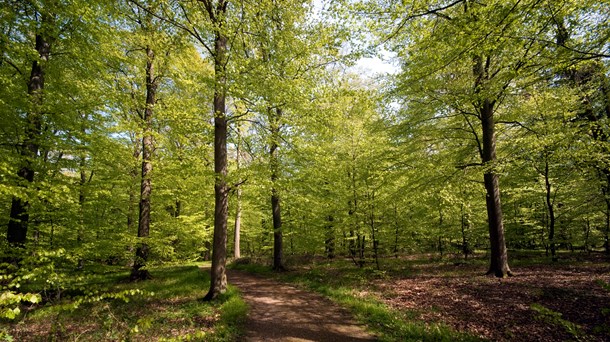 Verdens skove: Ny skovlov for naturens skyld