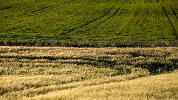 Hækkerup: Dansk fødevareproduktion kan styrke global bæredygtighed