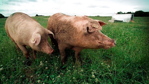 Danmark har verdens største økologiske markedsandel af fødevarer i detailleddet og foodservicesektoren. Det økologiske erhvervsteam har en vision om at fordoble andelen frem til 2025.