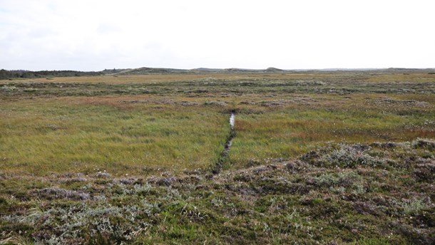 Naturbeskyttelse.dk: Bevar nu de uforstyrrede områder