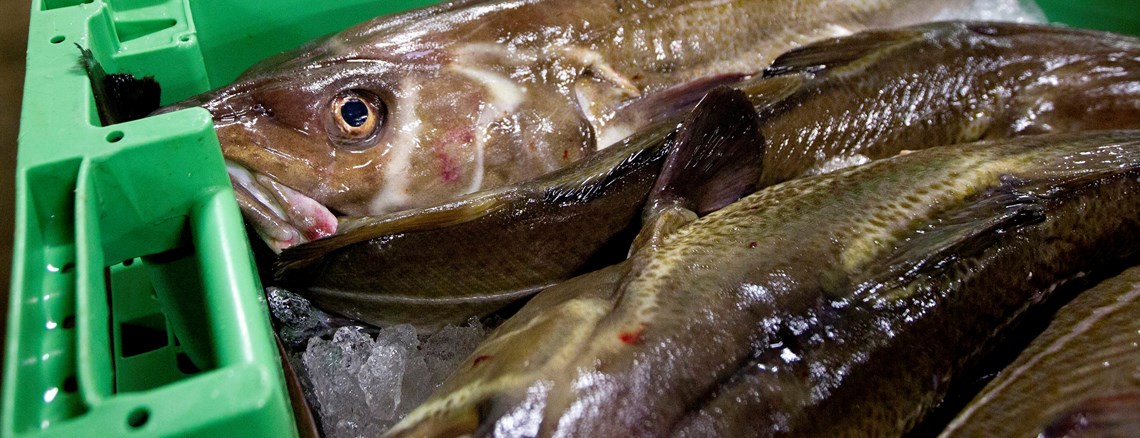 SJÆLDEN FANGST: I Kattegat har ødelæggende fiskeri næsten fået torsken til helt at forsvinde.