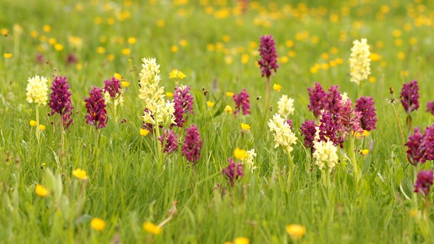 Landbruget frygter farvel til natur-arealer