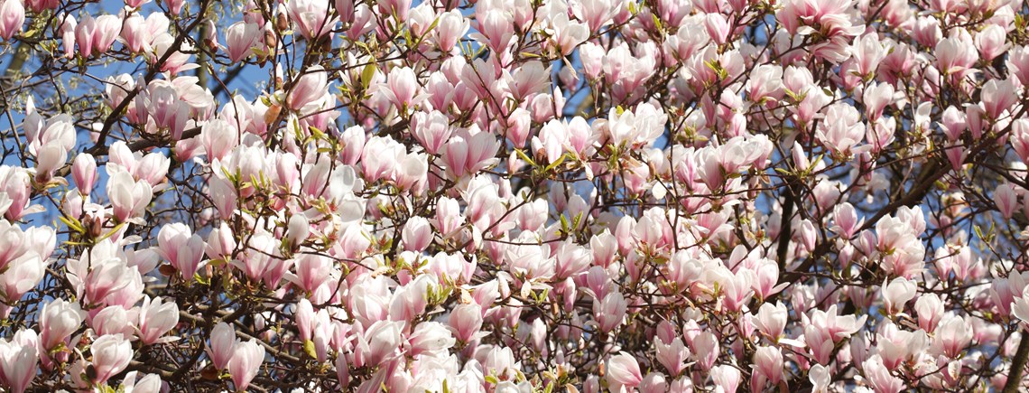 Erindringen om ungdommens livslyst kan få selv en hvidhåret studentersanger til at løfte stemmen, når magnolierne blomstrer, skriver Jens Chr. Grøndahl.